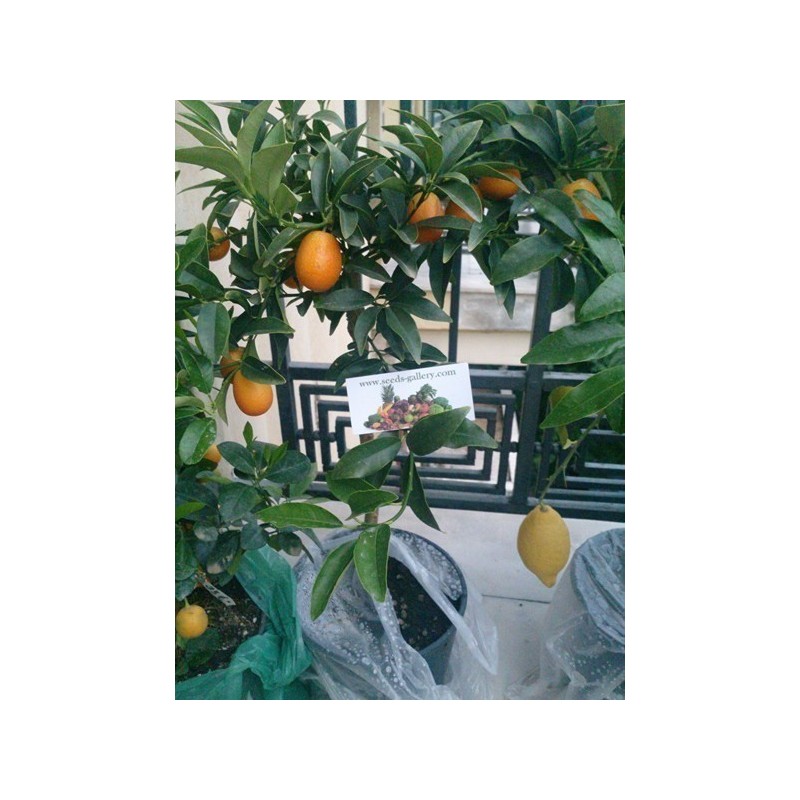 Kumquats or cumquats Seeds (Fortunella margarita) | Seeds Shop Store