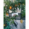 Kumquats or cumquats Seeds (Fortunella margarita) | Seeds Shop Store
