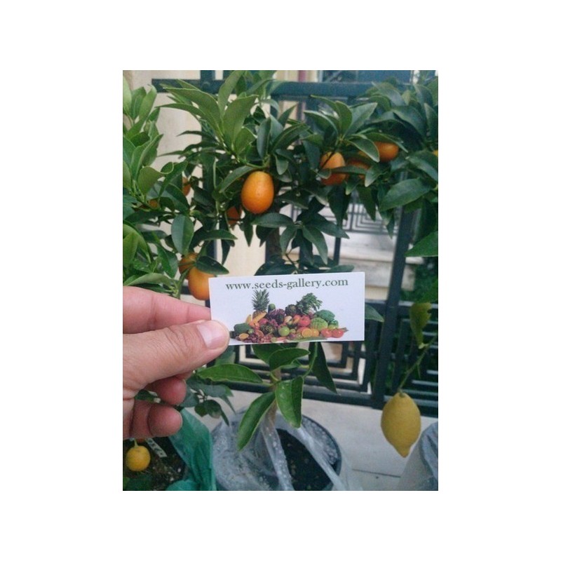 Kumquats or cumquats Seeds (Fortunella margarita) | Seeds Shop Store