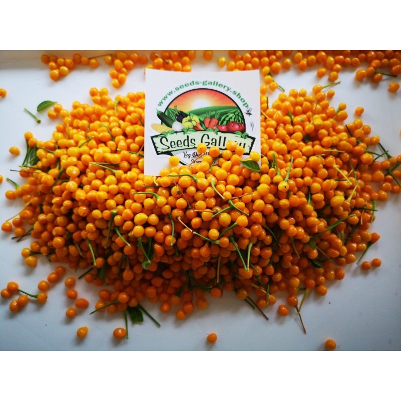 Dried Charapita Fruits with Seeds | Seeds Shop Store