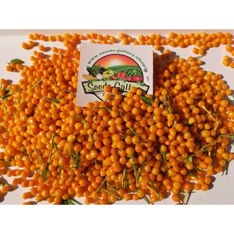 Dried Charapita Fruits with Seeds | Seeds Shop Store