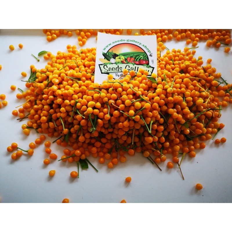 5 frische Charapita-Früchte mit Samen - zeitlich begrenztes Angebot | Seeds Shop Store