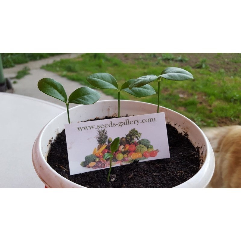 Kumquats or cumquats Seeds (Fortunella margarita) | Seeds Shop Store