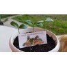 Kumquats or cumquats Seeds (Fortunella margarita) | Seeds Shop Store