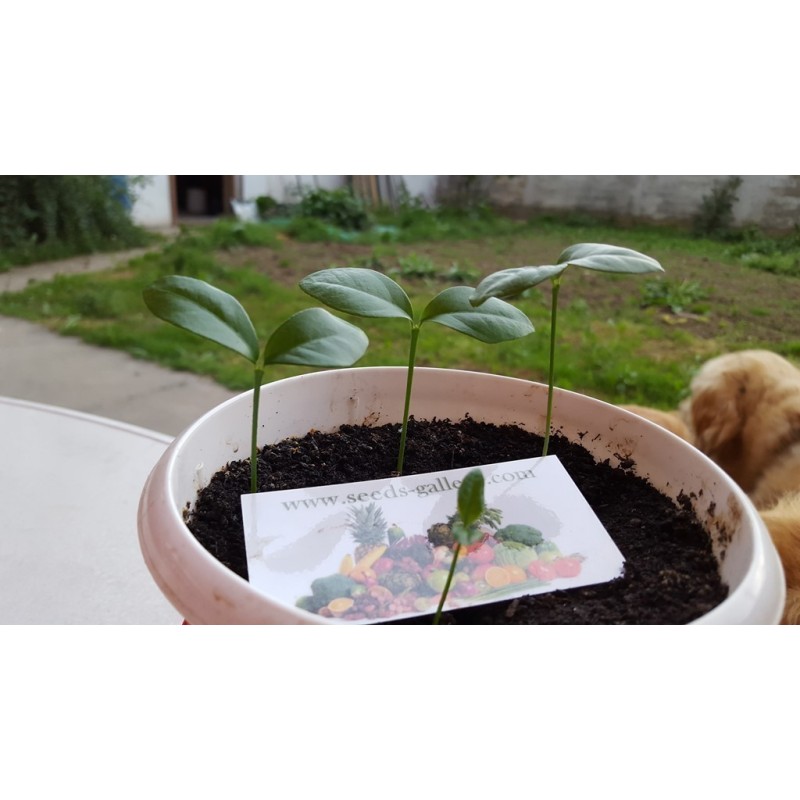 Kumquats or cumquats Seeds (Fortunella margarita) | Seeds Shop Store