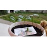 Kumquats or cumquats Seeds (Fortunella margarita) | Seeds Shop Store