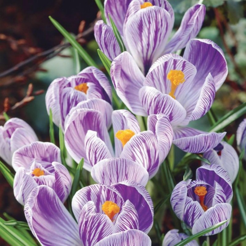 Jätte Holländska Crocus "Pickwick" - Lök | Seeds Shop Store
