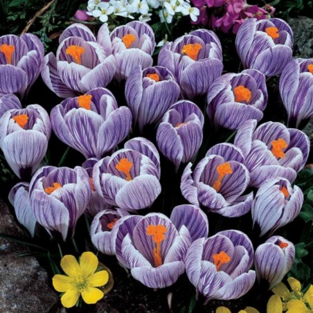 Jätte Holländska Crocus "Pickwick" - Lök | Seeds Shop Store