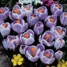 Jätte Holländska Crocus "Pickwick" - Lök | Seeds Shop Store