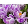 Jätte Holländska Crocus "Pickwick" - Lök | Seeds Shop Store