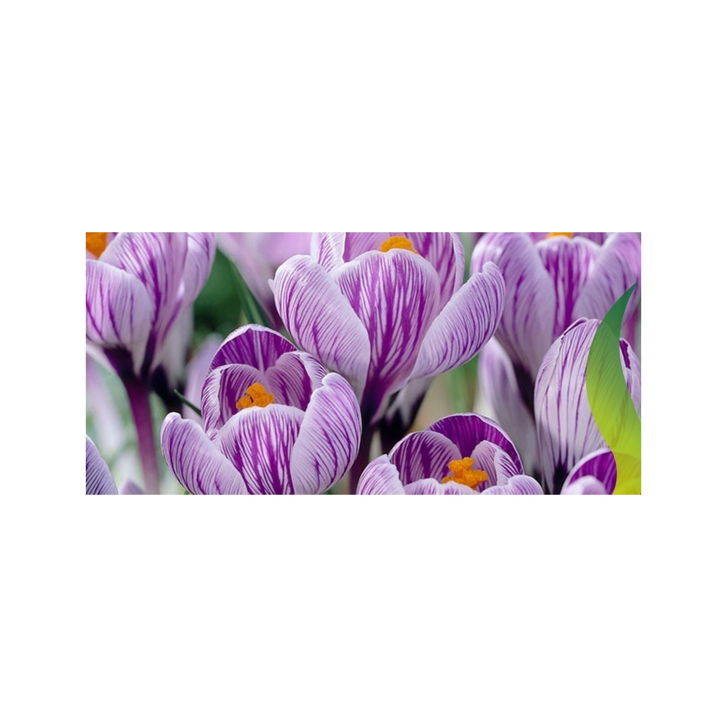 Giant Dutch Crocus Pickwick Bulbs | Quality organic seeds | Exotic