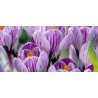 Jätte Holländska Crocus "Pickwick" - Lök | Seeds Shop Store