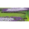 Jätte Holländska Crocus "Pickwick" - Lök | Seeds Shop Store