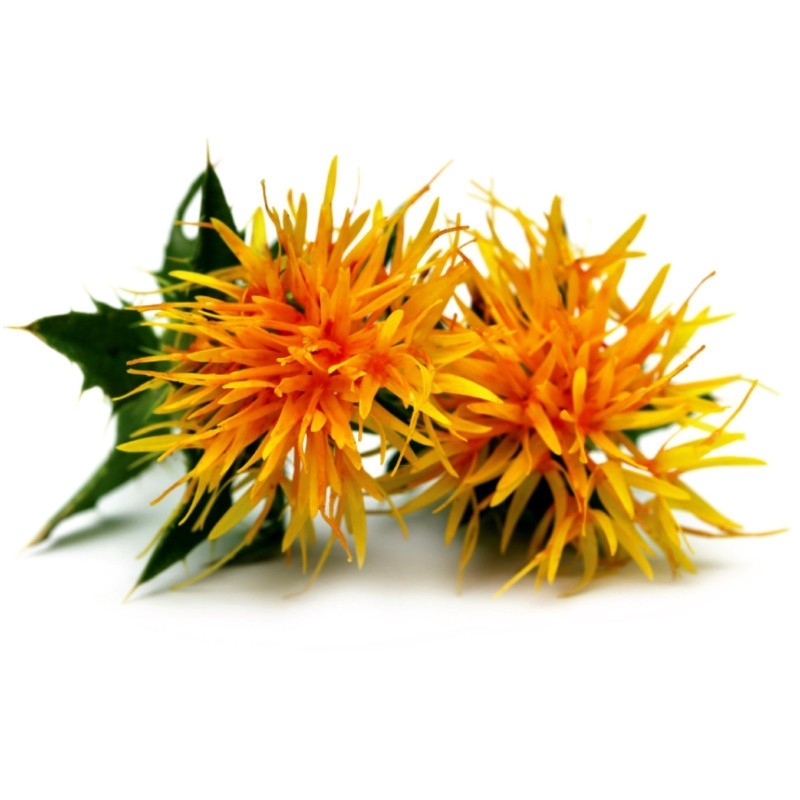 Safflower Seeds (Carthamus tinctorius) | Seeds Shop Store