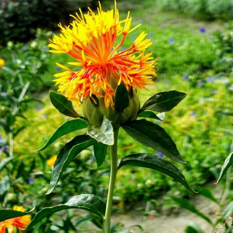 Safflower Seeds (Carthamus tinctorius) | Seeds Shop Store