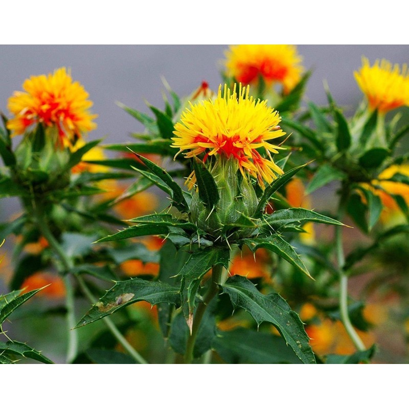 Safflower Seeds (Carthamus tinctorius) | Seeds Shop Store