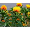 Safflower Seeds (Carthamus tinctorius) | Seeds Shop Store