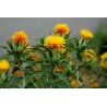 Safflower Seeds (Carthamus tinctorius) | Seeds Shop Store