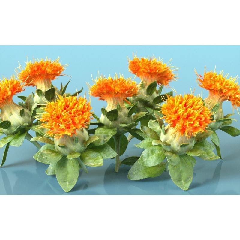 Safflower Seeds (Carthamus tinctorius) | Seeds Shop Store