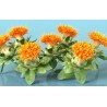 Safflower Seeds (Carthamus tinctorius) | Seeds Shop Store