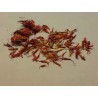 Safflower Seeds (Carthamus tinctorius) | Seeds Shop Store