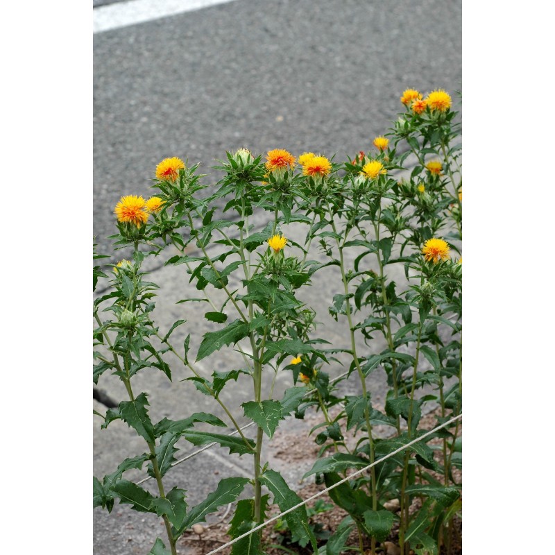 Safflower Seeds (Carthamus tinctorius) | Seeds Shop Store
