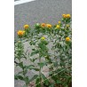 Safflower Seeds (Carthamus tinctorius) | Seeds Shop Store