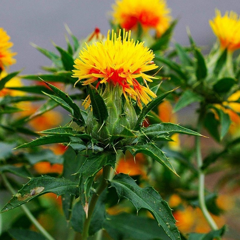 Safflower Seeds (Carthamus tinctorius) | Seeds Shop Store