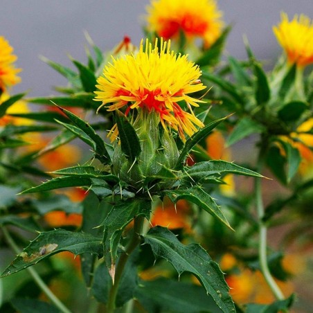 Safflower Seeds (Carthamus tinctorius) | Seeds Shop Store
