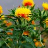 Safflower Seeds (Carthamus tinctorius) | Seeds Shop Store