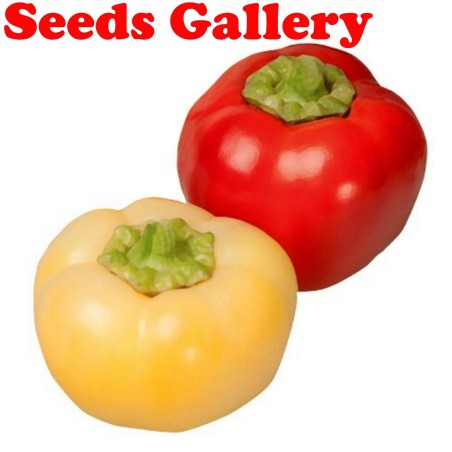 Sweet pepper seeds Novosadjanka | Seeds Shop Store