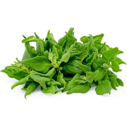 Graines de Epinard De Nouvelle-Zélande (Tetragonia tetragonioides) - 1.665