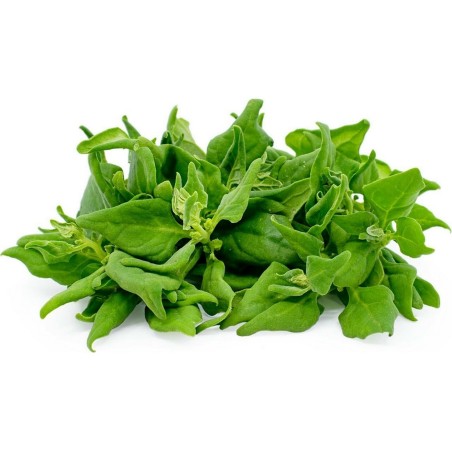 Nyzeeländsk Spenat Frön (Tetragonia tetragonoides) | Seeds Shop Store