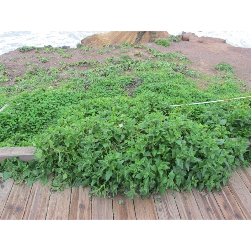 Neuseeländer Spinat Samen (Tetragonia tetragonoides) | Seeds Shop Store