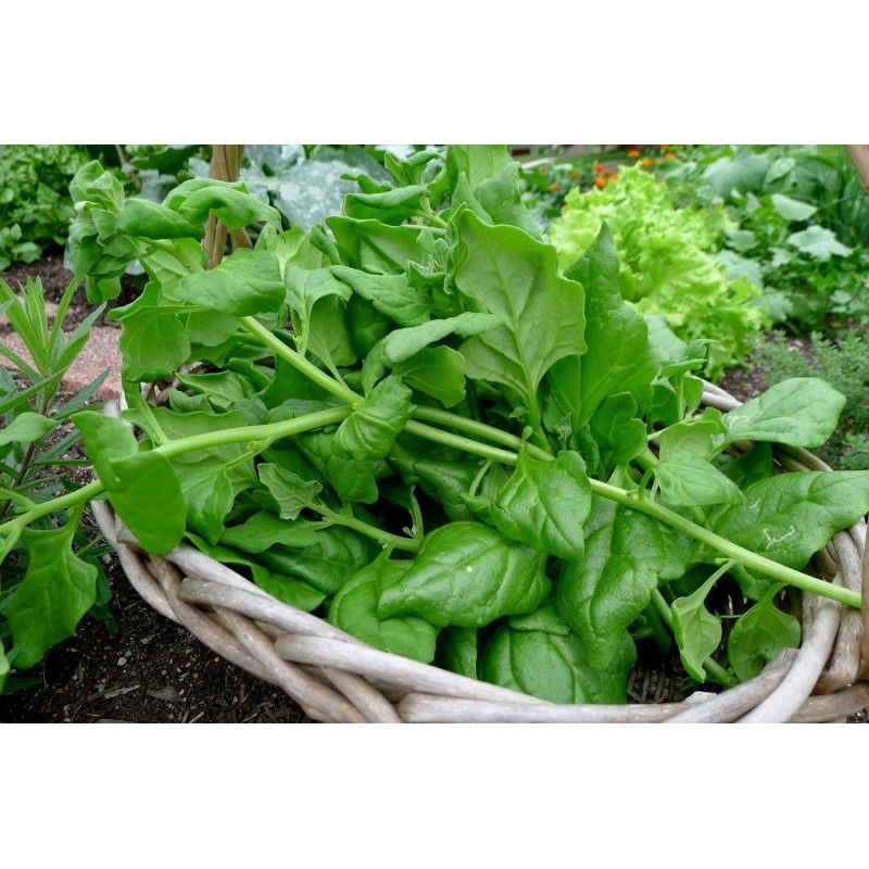 Neuseeländer Spinat Samen (Tetragonia tetragonoides) | Seeds Shop Store