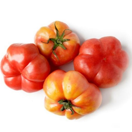 Spanish tomato seeds Montserrat | Seeds Shop Store