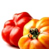 Sementes de tomate espanhol Montserrat | Seeds Shop Store