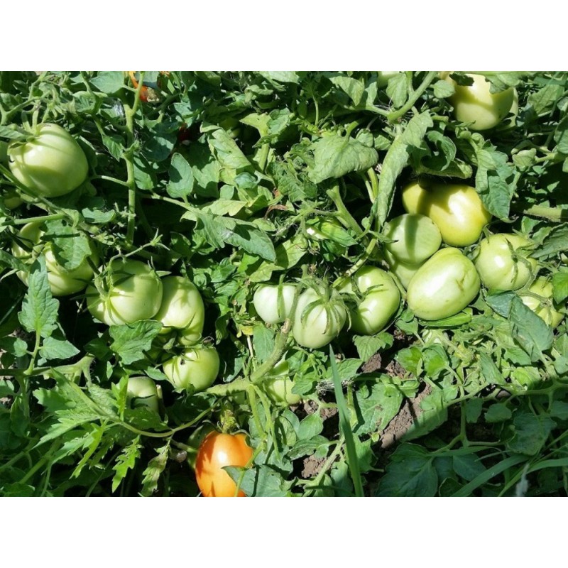 Tomatensamen Alparac - Sorte aus Serbien. | Seeds Shop Store