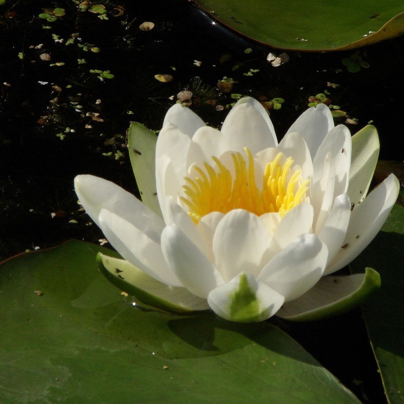 Vit näckros frön (Nymphaea alba) | Seeds Shop Store