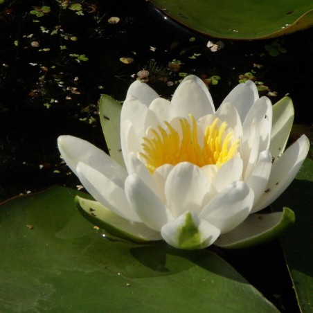 Vit näckros frön (Nymphaea alba) | Seeds Shop Store