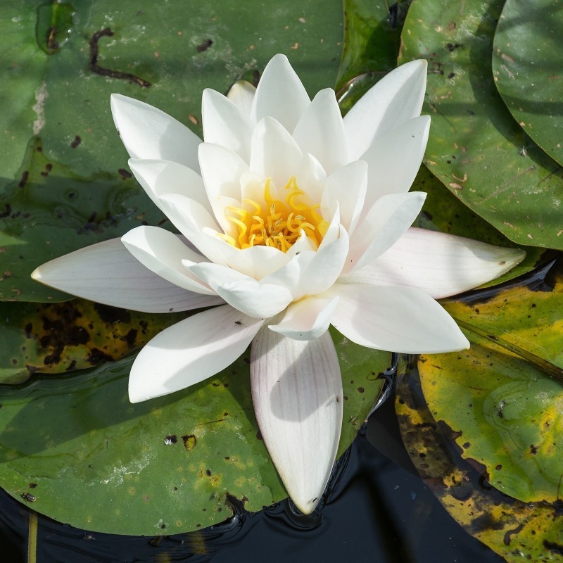 Vit näckros frön (Nymphaea alba) | Seeds Shop Store