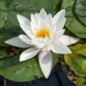 Vit näckros frön (Nymphaea alba) | Seeds Shop Store