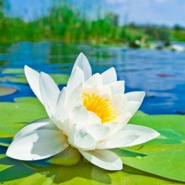 Wasserlilie, Weiße Seerose Samen (Nymphaea alba) - 2.25