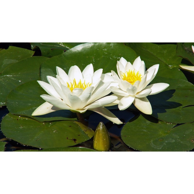 White Water Rose Seeds (Nymphaea alba) | Seeds Shop Store