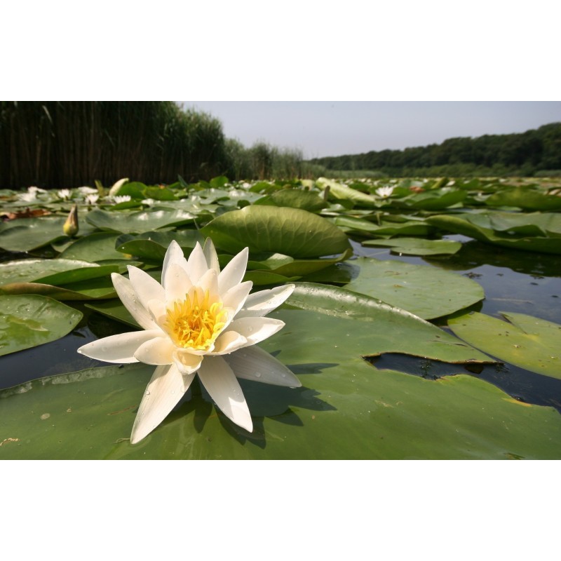 Vit näckros frön (Nymphaea alba) | Seeds Shop Store