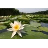 Vit näckros frön (Nymphaea alba) | Seeds Shop Store