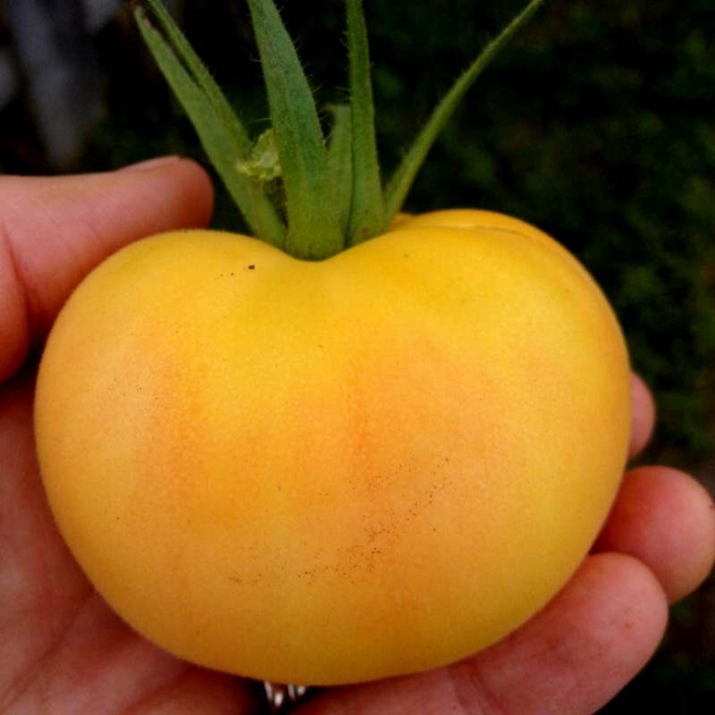 Garden Peach Tomato Seeds | Seeds Shop Store