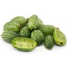 Cucamelon Seeds - Mexican Sour Gherkin Cucumber | Seeds Shop Store