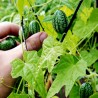Cucamelon Seeds - Mexican Sour Gherkin Cucumber | Seeds Shop Store