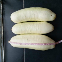 Semi di Cetriolo Mezzo Lungo Bianco - 211.121235